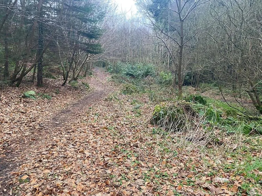 Forest View - Castlewellan, County Down Belfast Verenigd Koninkrijk